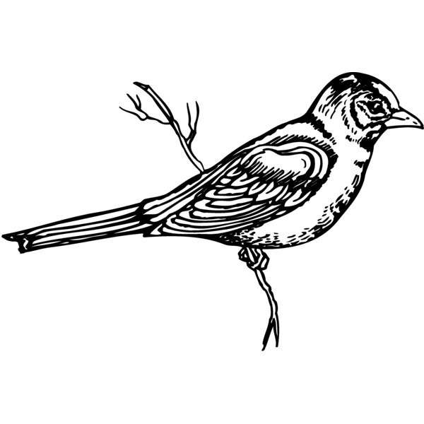 BIRD026 Thumbnail
