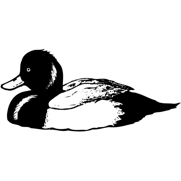 BIRD103 Thumbnail