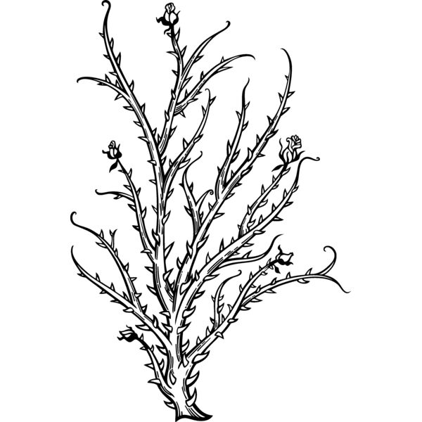 ES2thorns004bw Thumbnail