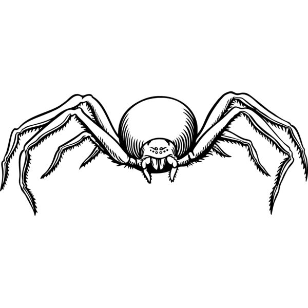 ES2spider007bw Thumbnail