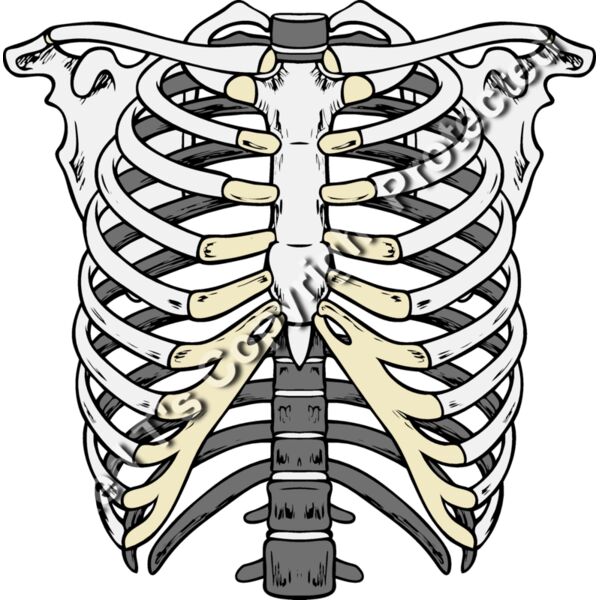 ES2bones003clr Thumbnail