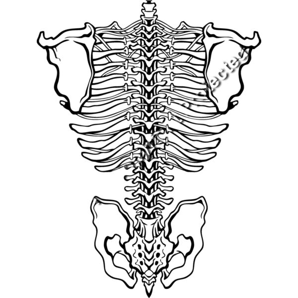 ES3bones01BW Thumbnail