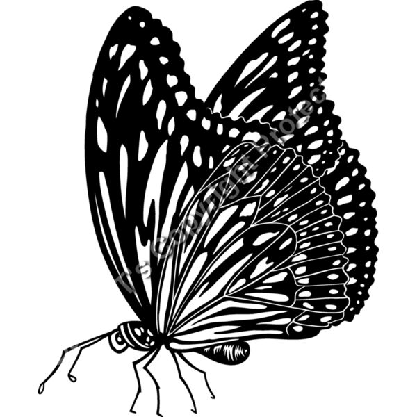 ES3butterfly01bw Thumbnail